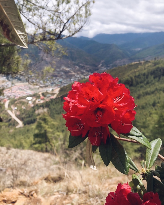 Rhododendrons blooming, with the city of Punakha in the background.